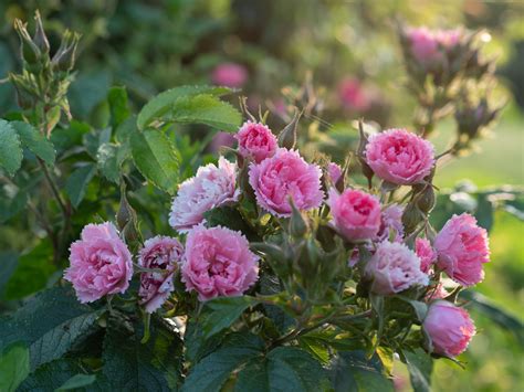 Rosa Rugosa Pink Grootendorst Historische Rosen Sch Tt