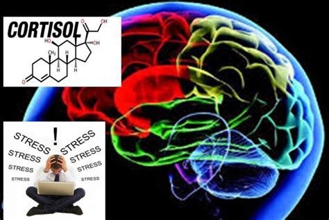 Cortisol Estres Y Cerebro Miradorsalud Ve