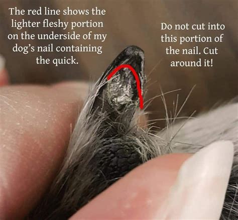 How To Safely Trim Your Dog S Black Nails Artofit