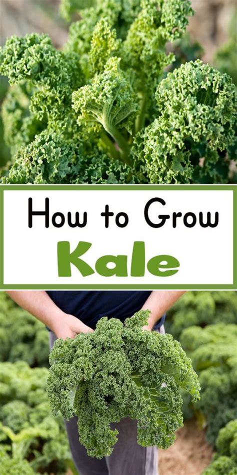 How To Grow Kale Growing Kale Organic Vegetable Garden Kale Gardening