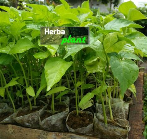Bibit Pohon Cabe Rawit Putih Lazada Indonesia