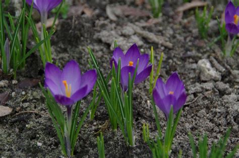 Crocus Tommasinianus Ruby Giant Krokus Bloemenpark Appeltern