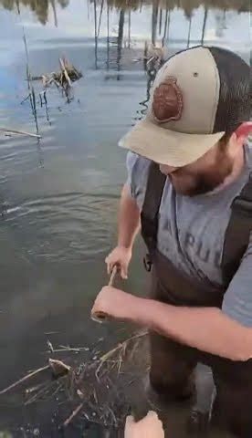 Last Beaver Of The Trapping Season Beavers Beavertrapping Trapper