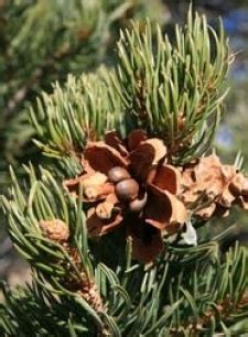 Pinon Pine Watters Garden Center