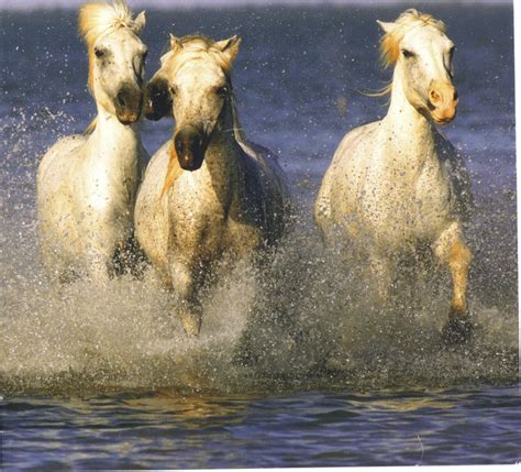 Horses Running wild | Horses, Animals, Pets