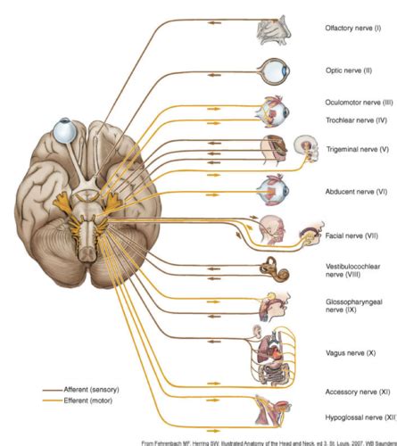 Cranial Nerves Flashcards Quizlet