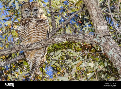 Mexican Spotted Owl Or Strix Occidentalis Lucida Very Difficult To