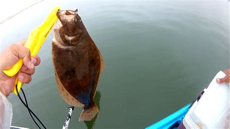 Pescaria De Linguado No Rio Ararangua Sc Camar O Artificial Da Mar