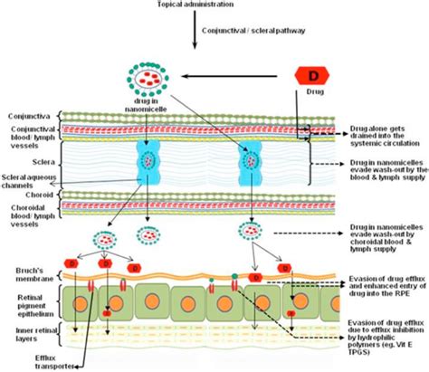 Schematic Representation Of Back Of The Eye Drug Delivery For Drugs