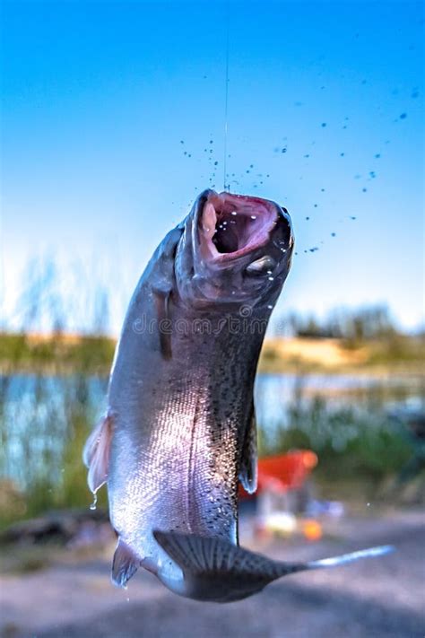 Fishing for Trout in a Small Lake in Washington State Stock Image ...