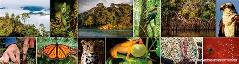 Qué es la biodiversidad Biodiversidad Mexicana