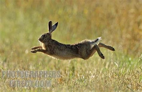 A Hare A Leaping A Leaping Animals Rabbitshares Pinterest