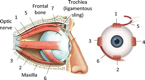 Eye Muscular System 6 Seven Muscles Of The Orbit 1 Superior