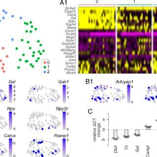 Intrinsic Heterogeneity Of NE Neurons A UMAP Embedding Identified 3