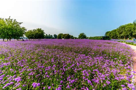 丰台永定河畔：紫谷伊甸园，一片藏不住的薰衣草花海