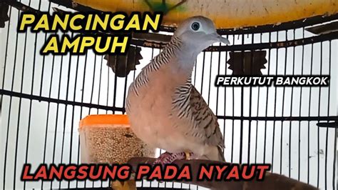 Perkutut Bangkok Gacor Suara Ampuh Untuk Pancingan Langsung Pada