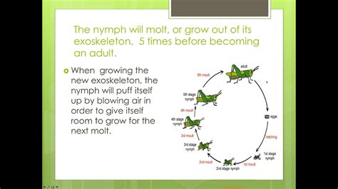 Grasshopper Life Cycle Printable