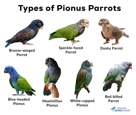 Pionus Parrots List Of Types With Pictures