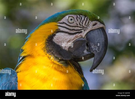 Ara Ararauna Bird Blue And Gold Macaw Blue And Yellow Macaw Central