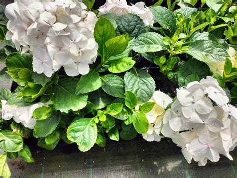 Hortensias Blancs Hydrangea Macrophylla Soeur Therese Plantamus