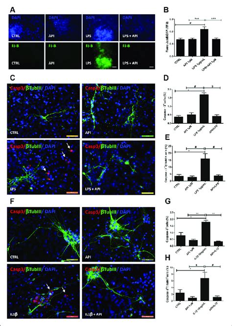 Apigenin Protects Neurons Against Neuroinflammation Induced By Lps