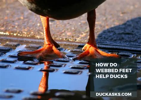 Why Do Ducks Have Webbed Feet Duck Asks