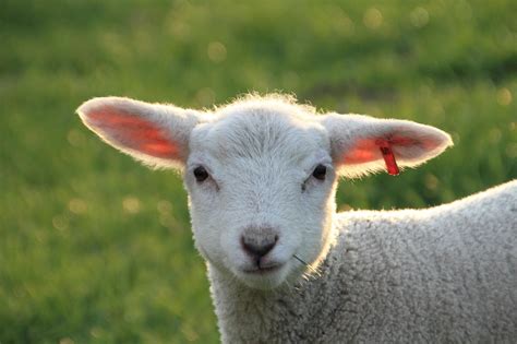 200 Free Easter Lamb And Lamb Images Pixabay
