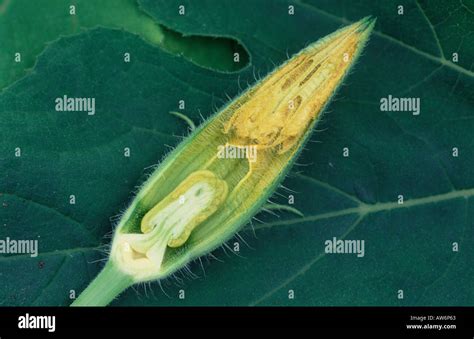 Pumpkin flower bud cross section Stock Photo: 5381730 - Alamy