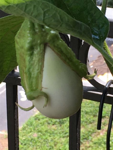 9 Of The Best White Eggplant Varieties Gardener’s Path