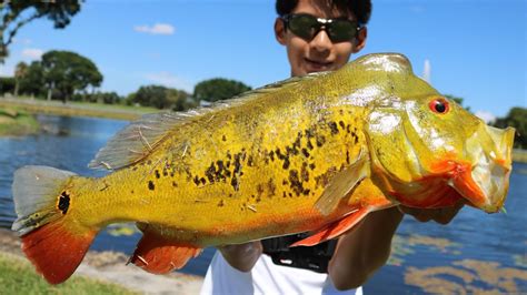 Fishing For GIANT Peacock Bass In South Florida YouTube