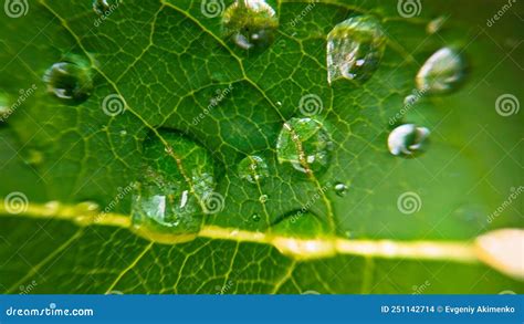 Gotas De Lluvia En Una Hoja Verde Foto de archivo Imagen de césped