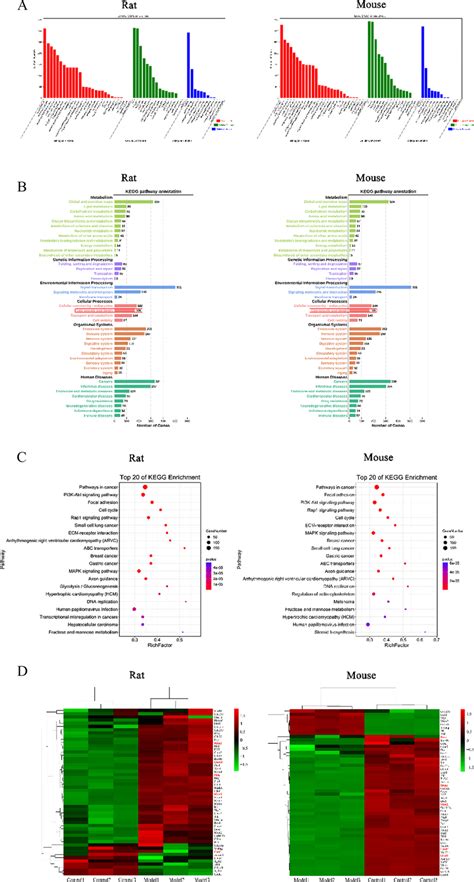 Go And Kegg Pathway Classification Of Degs A Gene Ontology Go