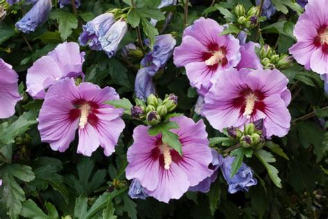 Hibiscus Syriacus Rose Of Sharon