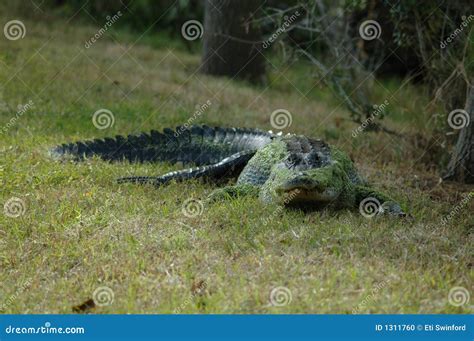 Florida alligator stock photo. Image of lake, dangerous - 1311760