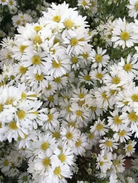 White Flowers With Yellow Centers In The Middle