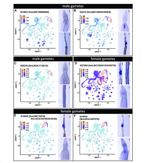 Lncrna Markers Of Male And Female Gametes Single Cell Clusters Are