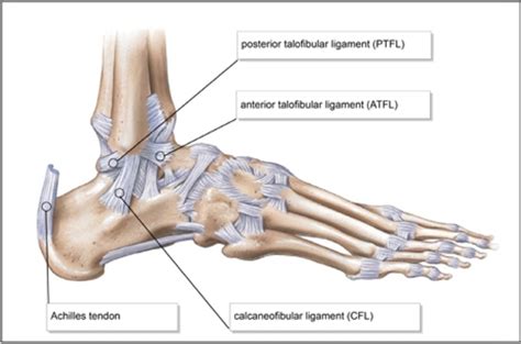 Ankle Ligaments - Foot & Ankle - Orthobullets