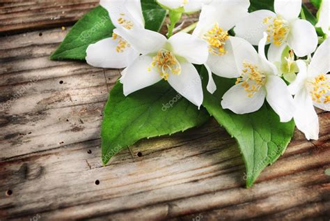 Jasmine Flower — Stock Photo © hitdelight #10977071