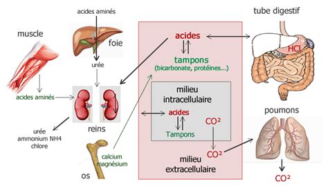 Pour Comprendre Lalimentation Alcaline Ou Alcalinisante