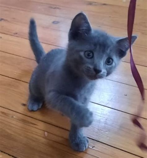 Kuzma Female Russian Blue Mix Cat In Qld Petrescue