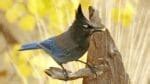 9 Things to Know about the Steller's Jay: The Bold & Boisterous Bird