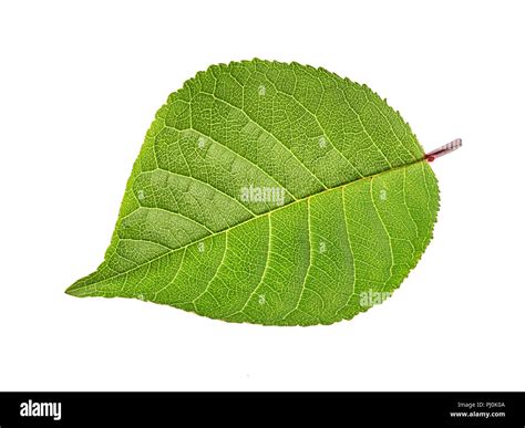 Cherry Leafs Isolated On White Stock Photo Alamy
