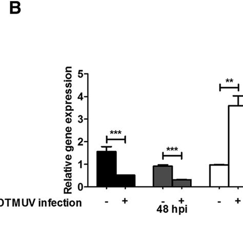 Dtmuv Infection In Bhk 21 Cells A The Cpes Of Bhk21 Cells At 6 12