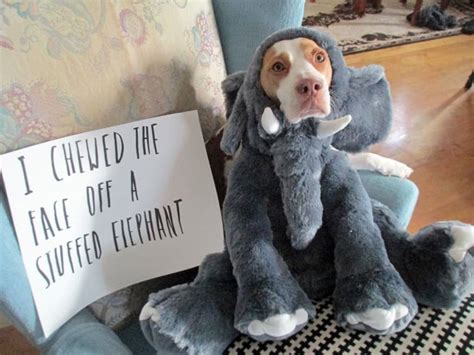 20 Hilarious And Adorable Pet Shaming Photos