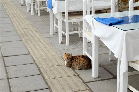 Cat Sits Next To The Tables Of Cafe Stock Photo Image Of Waterfront