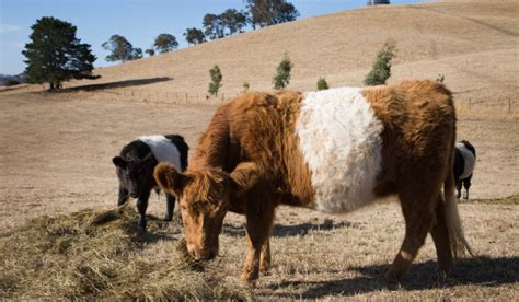 7 Red and White Cow Breeds - Farmhouse Guide