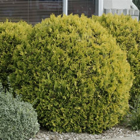 Golden Globe Arborvitae Hedge Brecks Premium Bulbs