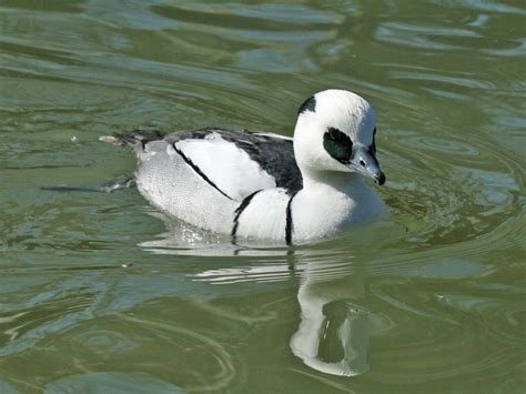 Birds of The World: Sea Ducks (Anatidae)