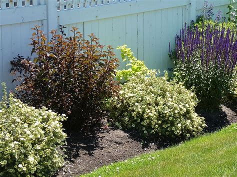 High Impact Native American Shrubs Ecological Landscape Alliance