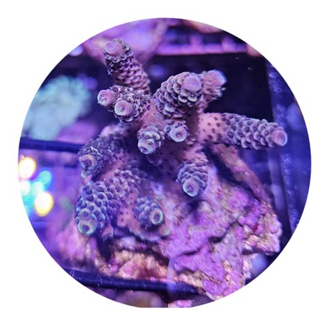 Millepora Blau Lila Wysiwyg Communitycorals